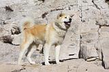 AKITA INU 279